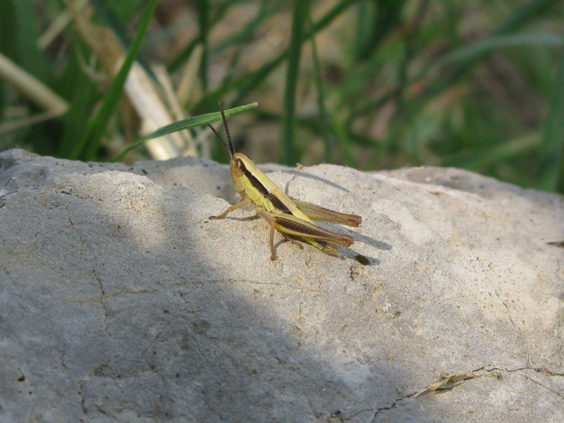 Euchorthippus declivus